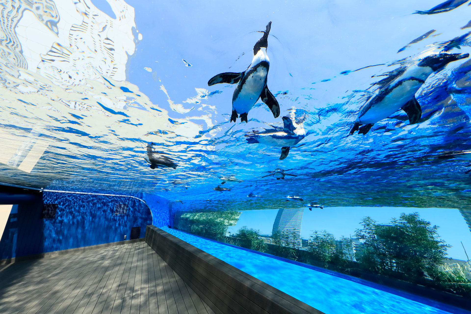 「ウルサマ」来場者限定！サンシャイン水族館の入場チケット割引